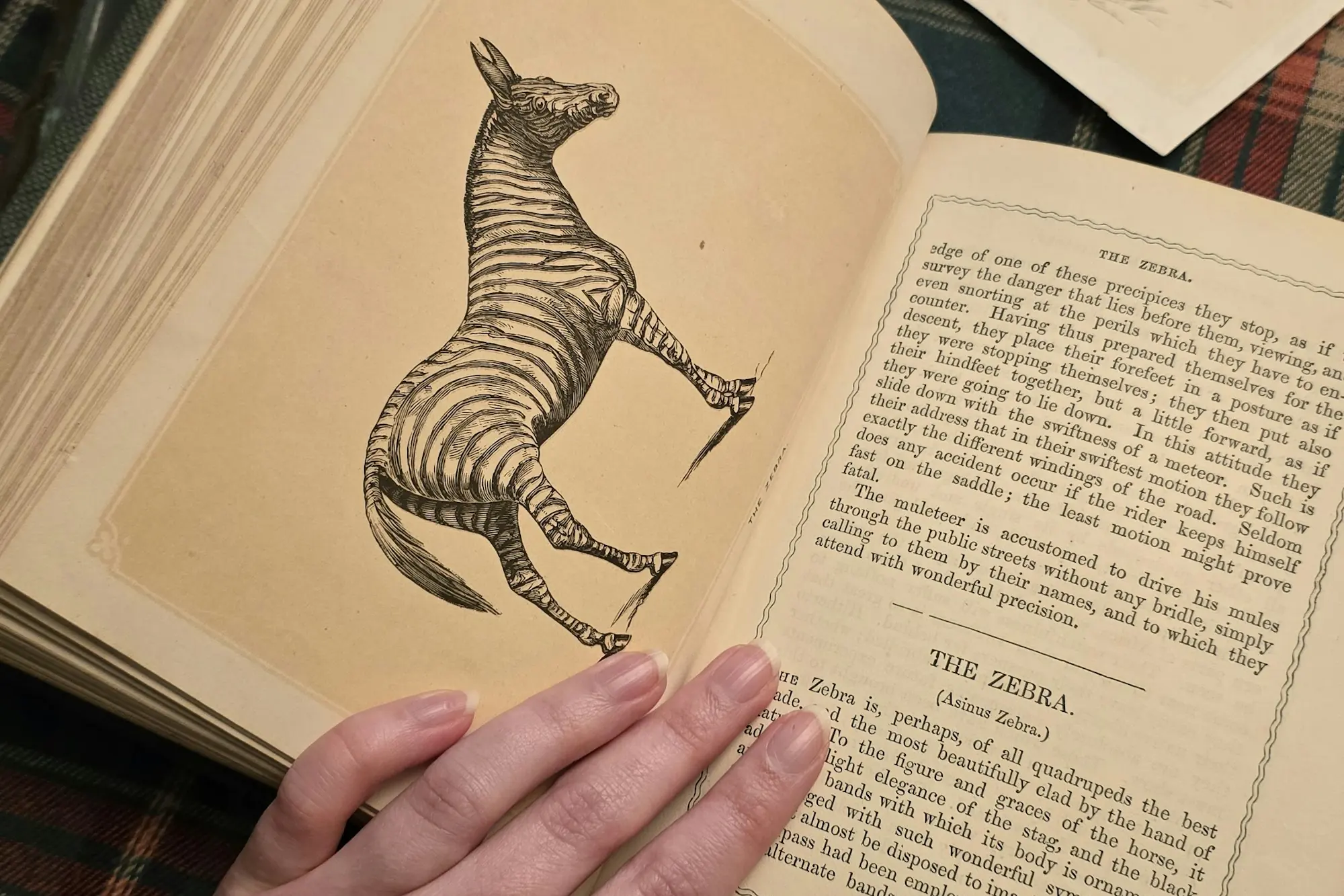 Manos sobre un libro antiguo abierto con una ilustración