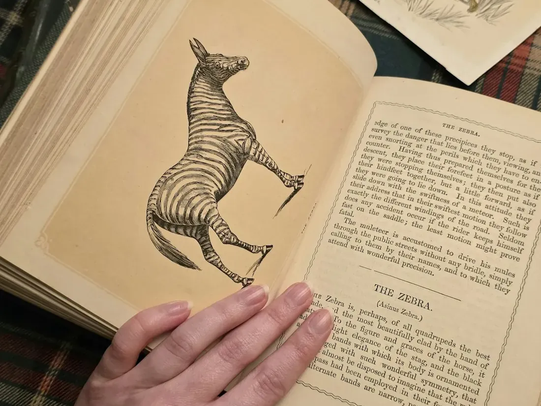 Manos sobre un libro antiguo abierto con una ilustración